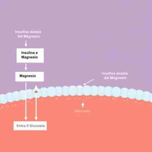 Magnesio e insulina: come migliorare la sensibilità insulinica? Diagramma che mostra come l'insulina, aiutata dal magnesio, apre le cellule per far entrare il glucosio