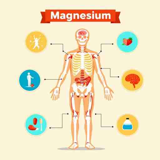 Quali sono le proprietà essenziali del magnesio per il nostro organismo? immagine che rappresenti le diverse funzioni del magnesio nel corpo umano, ad esempio come influisce su ossa, muscoli, sistema nervoso ecc.
