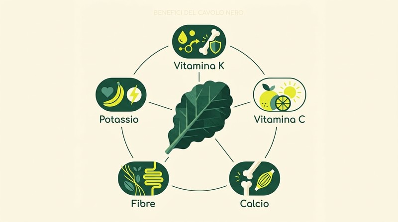 Infografica sulle proprietà nutrizionali del cavolo nero: vitamina K, vitamina C, calcio, fibre e potassio